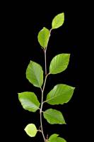 Hêtre - Rameau avec feuilles (Fagus sylvatica)